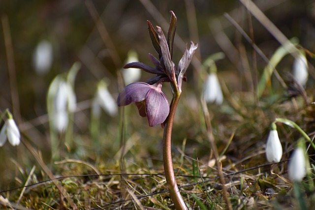 Free download hellebores flowers spring snowdrops free picture to be edited with GIMP free online image editor