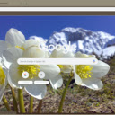 Helleborus Niger  screen for extension Chrome web store in OffiDocs Chromium