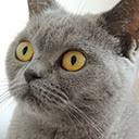 Hello tiger  screen for extension Chrome web store in OffiDocs Chromium