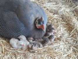 Free download Helmeted Guinea Fowl now in APAs American Standard of Perfection free photo or picture to be edited with GIMP online image editor