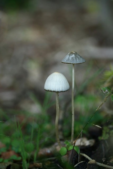 Free download helmetlings mushrooms forest floor free picture to be edited with GIMP free online image editor