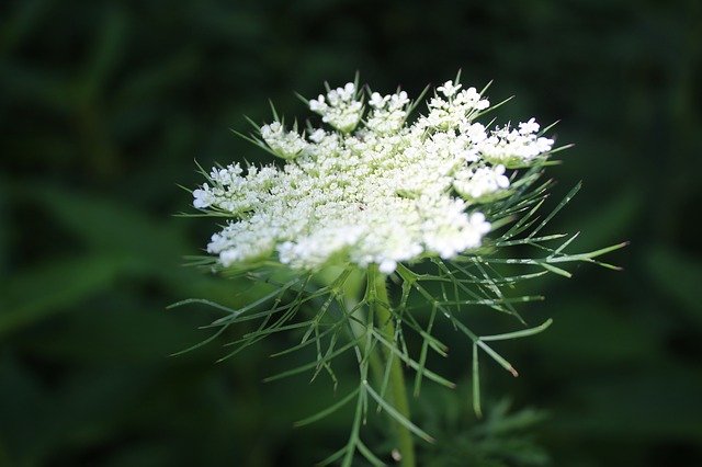 Free download hemlock flower white p free picture to be edited with GIMP free online image editor
