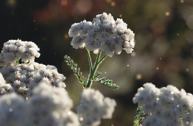 Free download hemlock weed pretty nz fluffy free picture to be edited with GIMP free online image editor