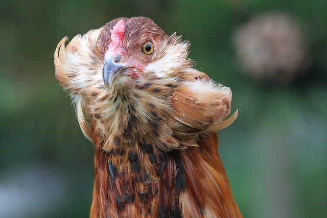 Muat turun percuma Hen Chicken Araucana Pom - foto atau gambar percuma untuk diedit dengan editor imej dalam talian GIMP