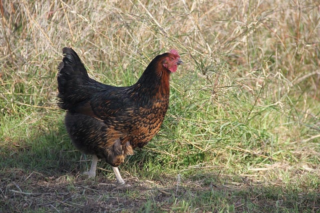 Free download hen chicken bird field corral free picture to be edited with GIMP free online image editor