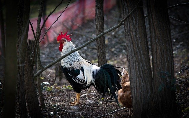 Descarga gratuita Hen Chickens Poultry - foto o imagen gratuita para editar con el editor de imágenes en línea GIMP