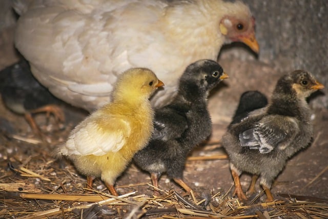 Muat turun percuma kandang reban ayam anak ayam kandang puncak gambar percuma untuk diedit dengan editor imej dalam talian percuma GIMP