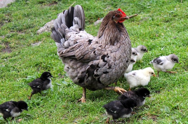 Free download hen chicks poultry chicken cute free picture to be edited with GIMP free online image editor