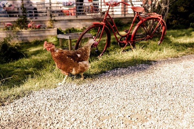 Free download Hen Farm Outdoor -  free photo or picture to be edited with GIMP online image editor