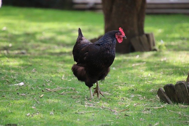 Free download Hen Gallinacées Poultry -  free photo or picture to be edited with GIMP online image editor