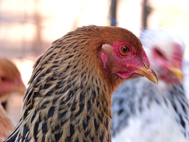 Free download Hen Laying Race -  free photo or picture to be edited with GIMP online image editor