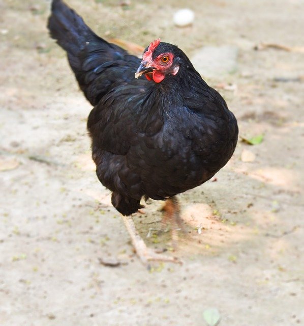 Bezpłatne pobieranie Hen Nature Chicken - bezpłatne zdjęcie lub obraz do edycji za pomocą internetowego edytora obrazów GIMP