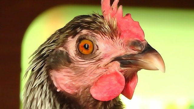 Free download Hen Poulette Ridges -  free illustration to be edited with GIMP free online image editor