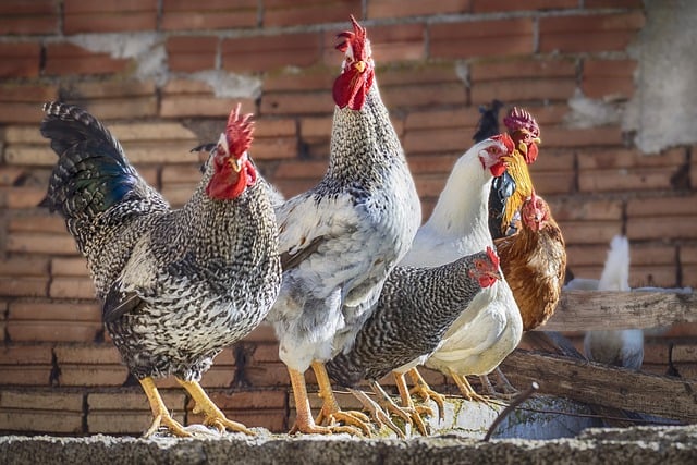 Free download hens birds pens chicken coop farm free picture to be edited with GIMP free online image editor