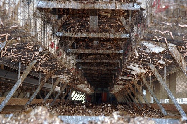 ດາວໂຫລດຟລີ Hes Chickens Battery Cages - ຮູບພາບຫຼືຮູບພາບທີ່ບໍ່ເສຍຄ່າເພື່ອແກ້ໄຂດ້ວຍຕົວແກ້ໄຂຮູບພາບອອນໄລນ໌ GIMP