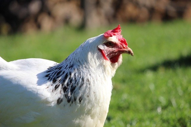 Free download Hen Sussex Nature -  free photo or picture to be edited with GIMP online image editor