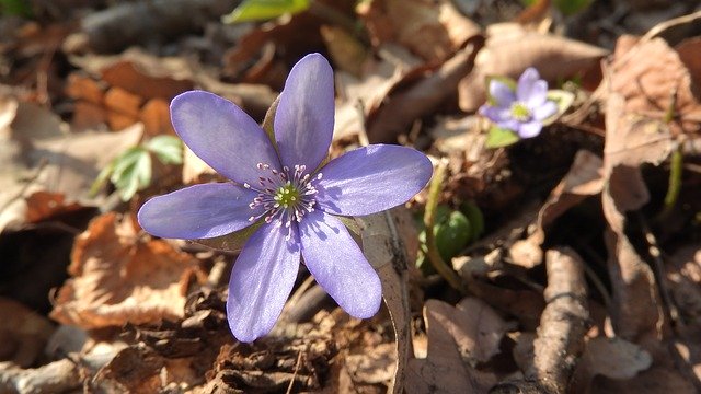 Free download Hepatica Nobilis Anemone -  free photo or picture to be edited with GIMP online image editor