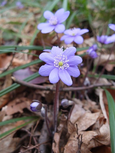 Free download Hepatica Spring Flower -  free photo or picture to be edited with GIMP online image editor