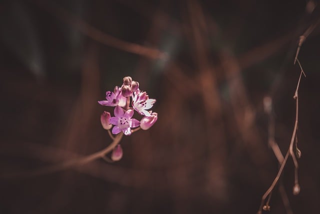 Free download herb botany flower nature macro free picture to be edited with GIMP free online image editor