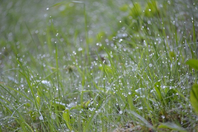 Безкоштовно завантажте Herbs Dew Green — безкоштовну фотографію чи зображення для редагування за допомогою онлайн-редактора зображень GIMP