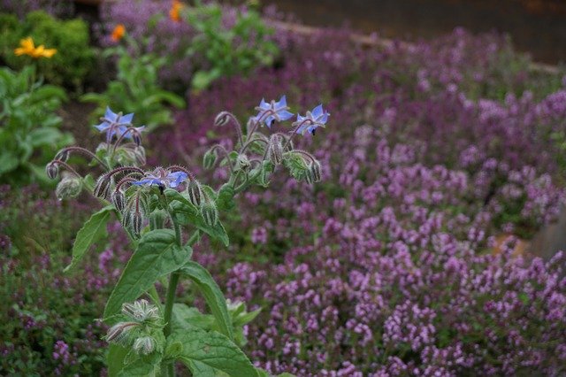 Descarga gratuita Herbs Nature Borage: foto o imagen gratuita para editar con el editor de imágenes en línea GIMP