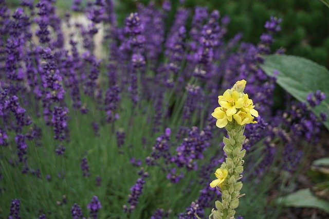 Descarga gratuita Herbs Nature Lavender: foto o imagen gratuita para editar con el editor de imágenes en línea GIMP