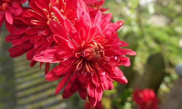 Herbstaster Close Up Blossomを無料でダウンロード-GIMPオンラインイメージエディタで編集できる無料の写真テンプレート