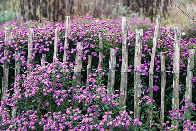 Free download herbstastern asters fall fence free picture to be edited with GIMP free online image editor