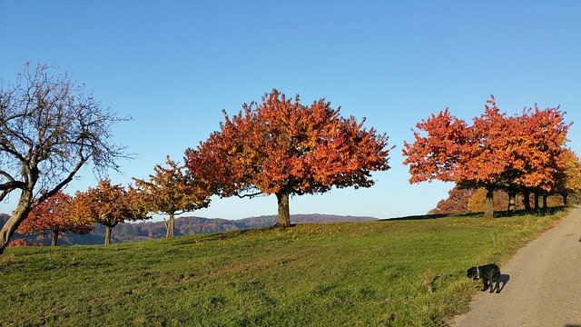 Gratis download Herbst Baum Autumn - gratis foto of afbeelding om te bewerken met GIMP online afbeeldingseditor