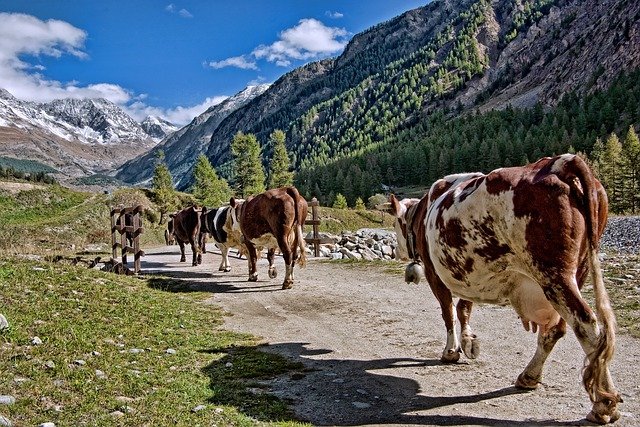 Free download herd cows pasture valle d aosta free picture to be edited with GIMP free online image editor