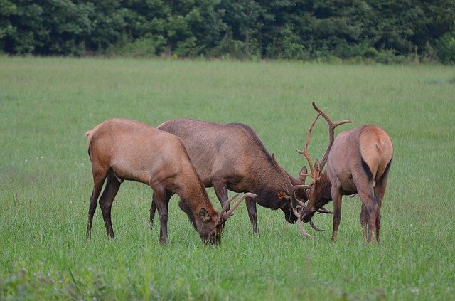 Free download Herd Elk Momentum Bull -  free photo or picture to be edited with GIMP online image editor