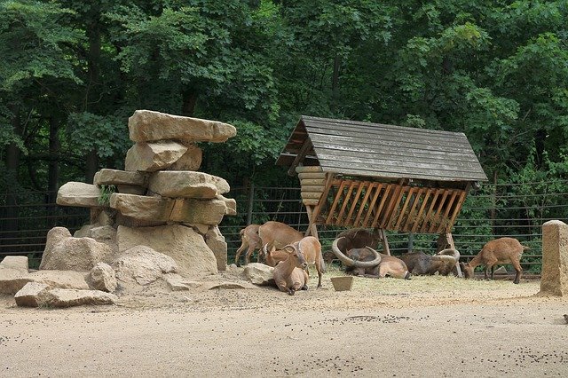 Téléchargement gratuit Herd Krmelec Animals - photo ou image gratuite à éditer avec l'éditeur d'images en ligne GIMP