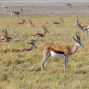 Herd of antelopes and grasslands  screen for extension Chrome web store in OffiDocs Chromium