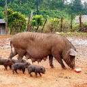 Herd of black pigs  screen for extension Chrome web store in OffiDocs Chromium