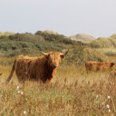 Herd of bulls  screen for extension Chrome web store in OffiDocs Chromium