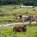 Herd of cows by the stream  screen for extension Chrome web store in OffiDocs Chromium