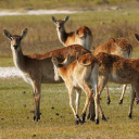 Herd of Deer Looking Away  screen for extension Chrome web store in OffiDocs Chromium