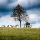 Herd of deer on grass hill  screen for extension Chrome web store in OffiDocs Chromium