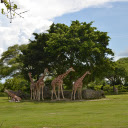 Herd of deer under the canopy of trees  screen for extension Chrome web store in OffiDocs Chromium