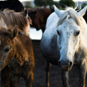 Herd of Domestic Horses  screen for extension Chrome web store in OffiDocs Chromium