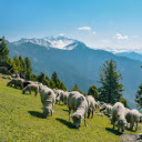 herd of goats and cliffs  screen for extension Chrome web store in OffiDocs Chromium