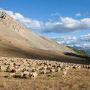 herd of goats and mountains  screen for extension Chrome web store in OffiDocs Chromium