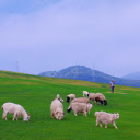 Herd of Goats on a Green Grassy Hill  screen for extension Chrome web store in OffiDocs Chromium