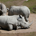 Herd of rhinos basking in the sun  screen for extension Chrome web store in OffiDocs Chromium