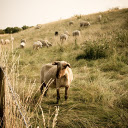 Herd of sheep and grass dike  screen for extension Chrome web store in OffiDocs Chromium