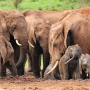 Herd of wild elephants  screen for extension Chrome web store in OffiDocs Chromium