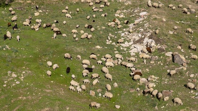 Descarga gratuita Herd Sheep Shepherd: foto o imagen gratuita para editar con el editor de imágenes en línea GIMP