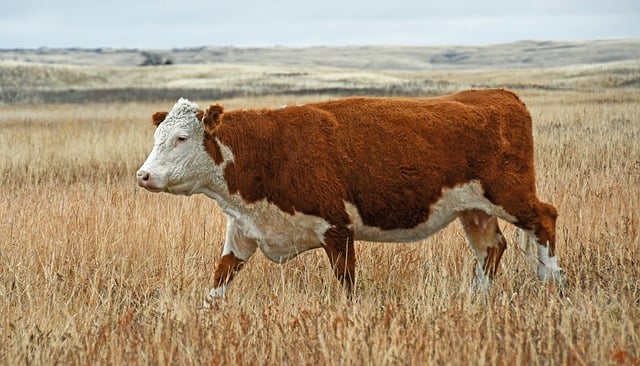 Free download hereford cattle beef farm rural free picture to be edited with GIMP free online image editor