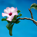 Her houses porcelain flowers  screen for extension Chrome web store in OffiDocs Chromium