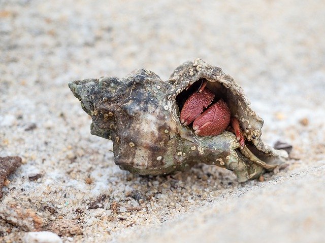 Descărcare gratuită a crabului pustnic Cancer Sea - fotografie sau imagini gratuite pentru a fi editate cu editorul de imagini online GIMP